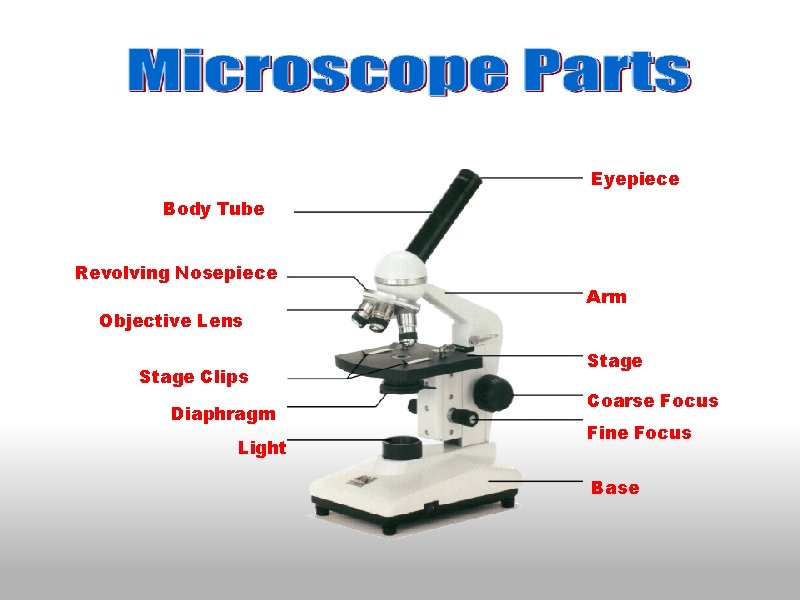 Eyepiece Body Tube Revolving Nosepiece Objective Lens Stage Clips Diaphragm Light Arm Stage Coarse Eyepiece Body Tube Revolving Nosepiece Objective Lens Stage Clips Diaphragm Light Arm Stage Coarse