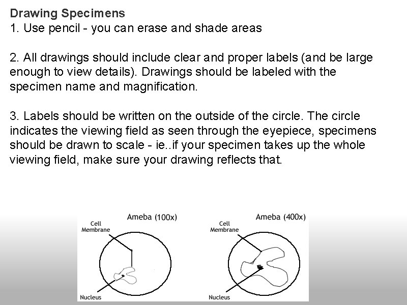 Drawing Specimens 1. Use pencil - you can erase and shade areas 2. All Drawing Specimens 1. Use pencil - you can erase and shade areas 2. All