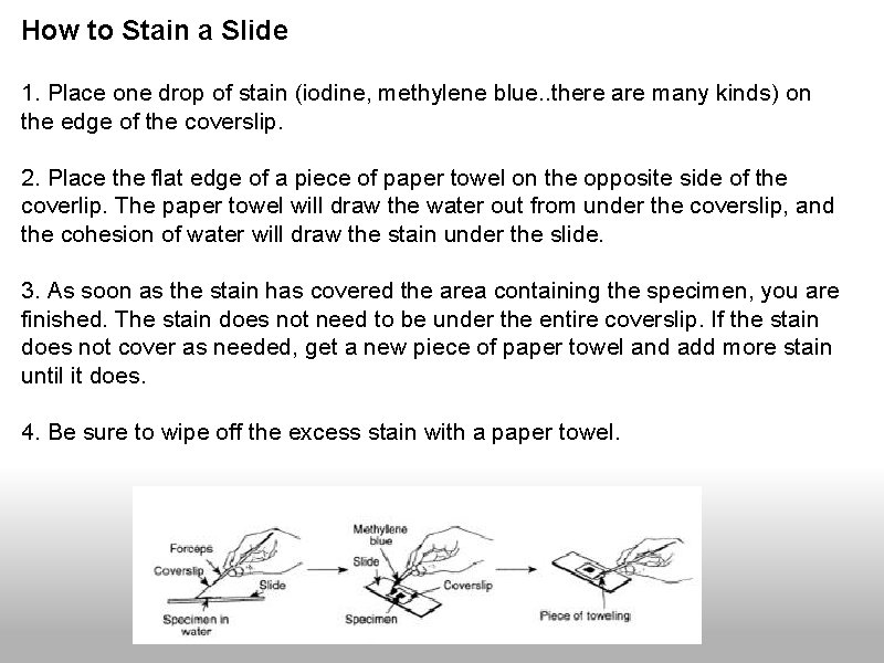 How to Stain a Slide 1. Place one drop of stain (iodine, methylene blue. How to Stain a Slide 1. Place one drop of stain (iodine, methylene blue.