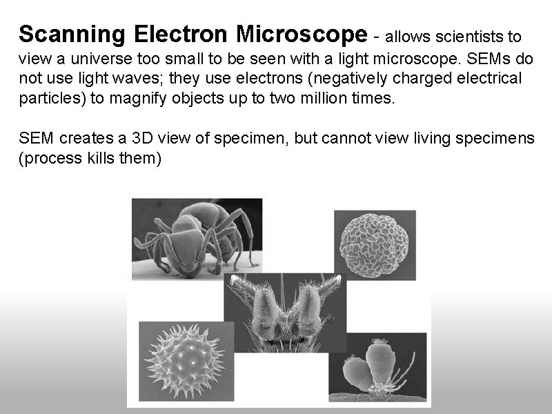 Scanning Electron Microscope - allows scientists to view a universe too small to be Scanning Electron Microscope - allows scientists to view a universe too small to be