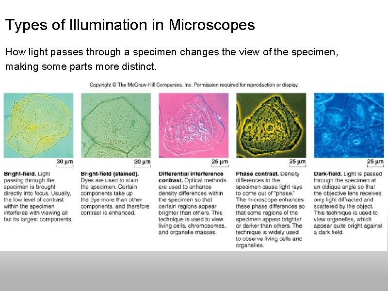 Types of Illumination in Microscopes How light passes through a specimen changes the view Types of Illumination in Microscopes How light passes through a specimen changes the view
