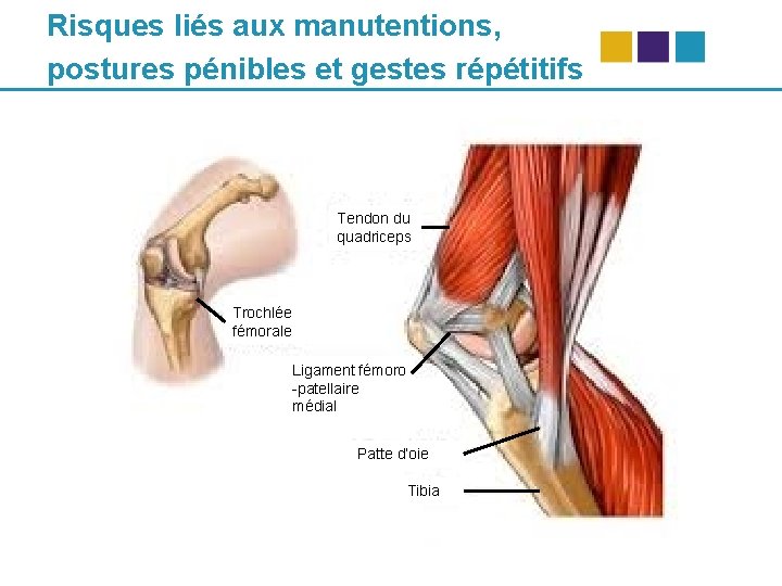 Risques liés aux manutentions, postures pénibles et gestes répétitifs Tendon du quadriceps Trochlée fémorale