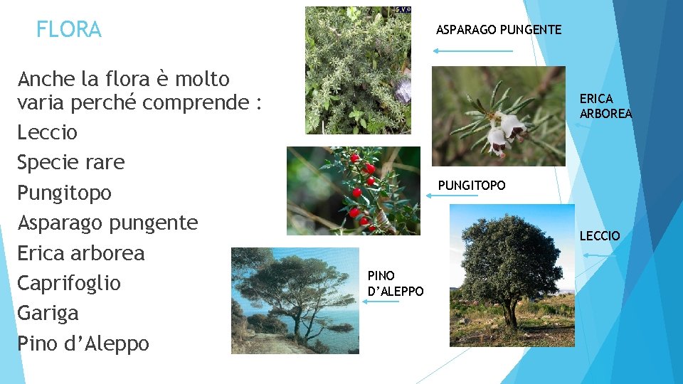 FLORA Anche la flora è molto varia perché comprende : Leccio Specie rare Pungitopo