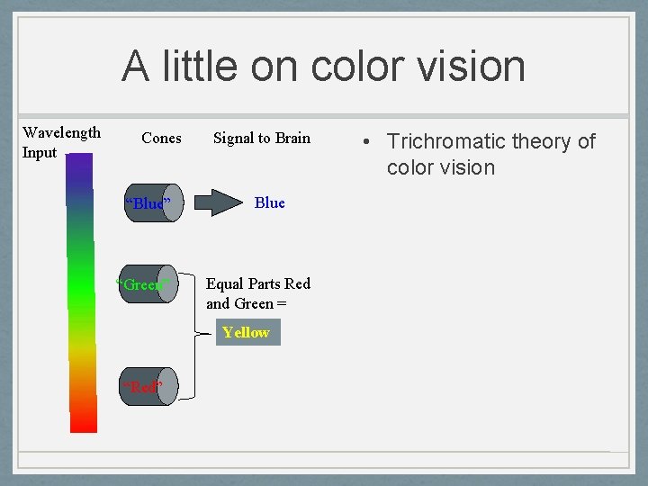 A little on color vision Wavelength Input Cones “Blue” “Green” Signal to Brain Blue