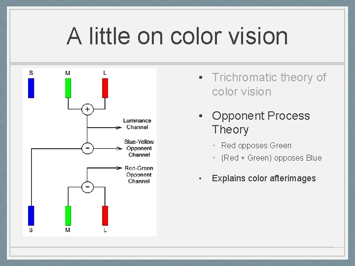 A little on color vision • Trichromatic theory of color vision • Opponent Process