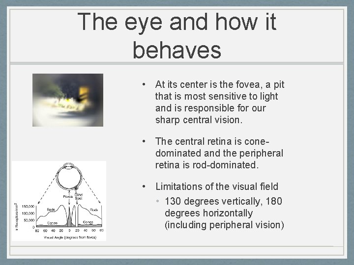The eye and how it behaves • At its center is the fovea, a