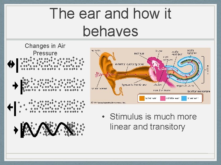 The ear and how it behaves Changes in Air Pressure • Stimulus is much