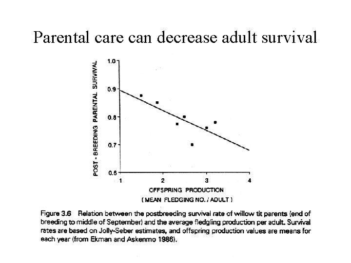 Parental care can decrease adult survival 