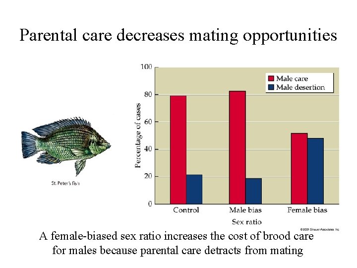 Parental care decreases mating opportunities A female-biased sex ratio increases the cost of brood