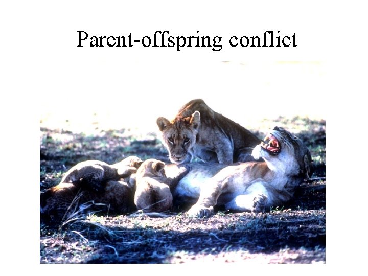Parent-offspring conflict 