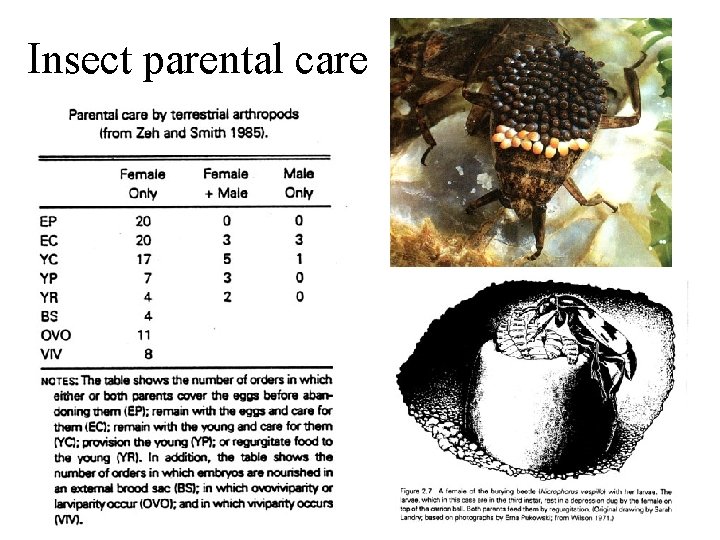 Insect parental care 