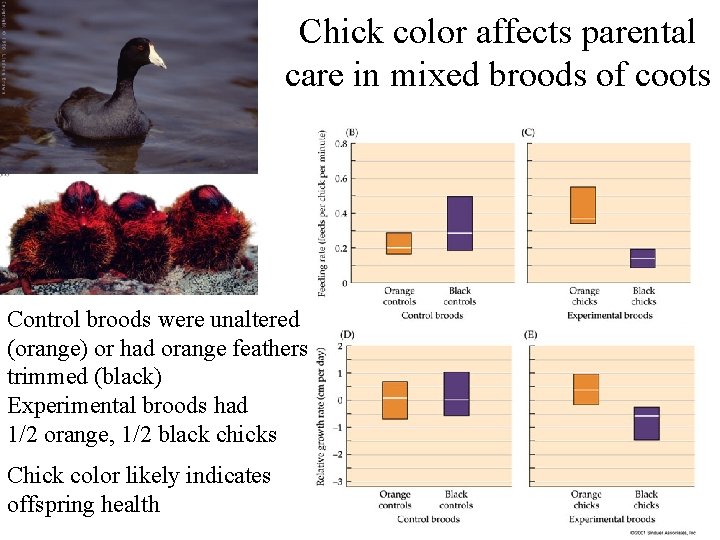 Chick color affects parental care in mixed broods of coots Control broods were unaltered