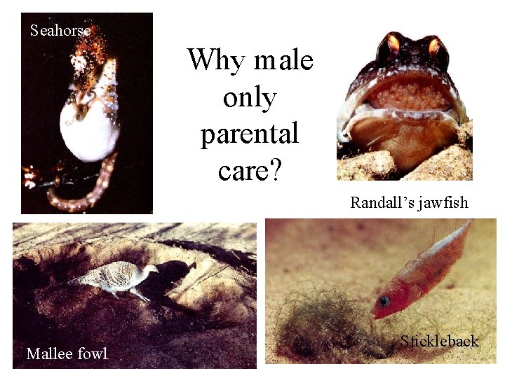 Seahorse Why male only parental care? Randall’s jawfish Mallee fowl Stickleback 