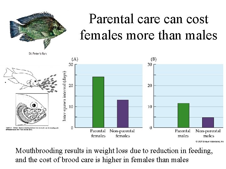 Parental care can cost females more than males Mouthbrooding results in weight loss due