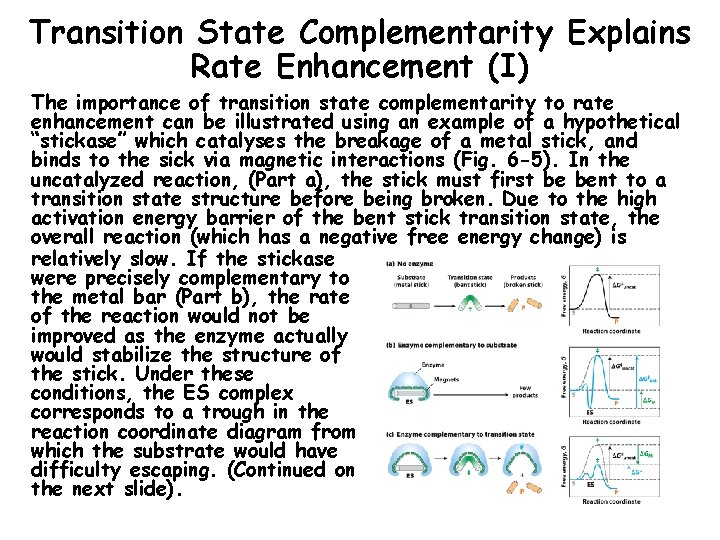Transition State Complementarity Explains Rate Enhancement (I) The importance of transition state complementarity to