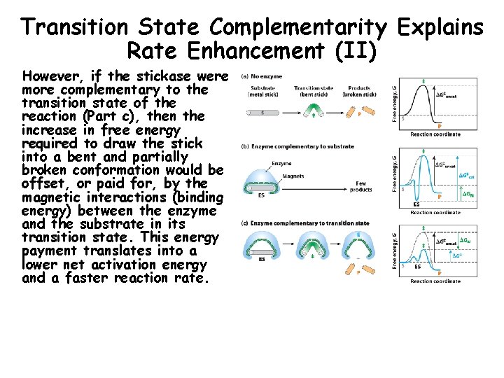 Transition State Complementarity Explains Rate Enhancement (II) However, if the stickase were more complementary