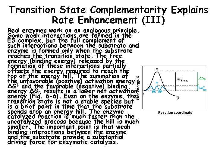 Transition State Complementarity Explains Rate Enhancement (III) Real enzymes work on an analogous principle.