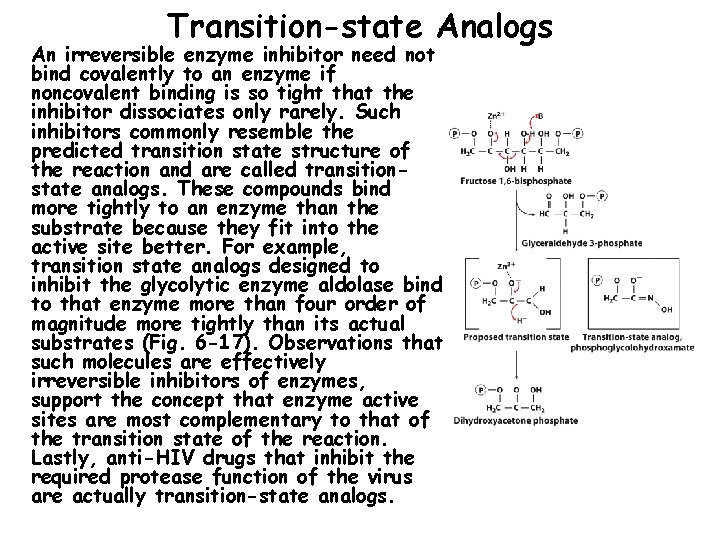 Transition-state Analogs An irreversible enzyme inhibitor need not bind covalently to an enzyme if