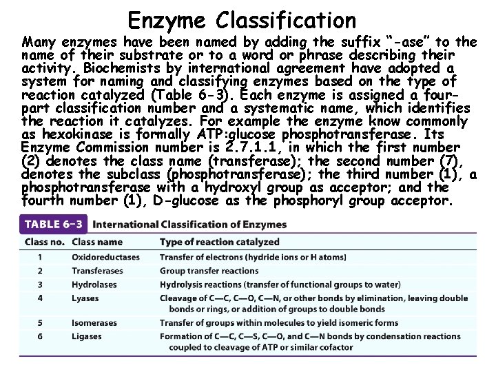 Enzyme Classification Many enzymes have been named by adding the suffix “-ase” to the