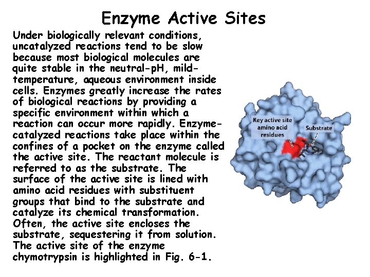 Enzyme Active Sites Under biologically relevant conditions, uncatalyzed reactions tend to be slow because