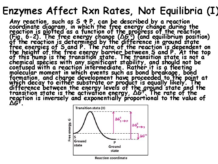 Enzymes Affect Rxn Rates, Not Equilibria (I) Any reaction, such as S P, can