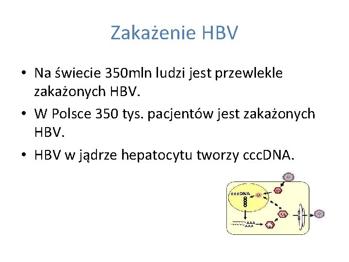 Zakażenie HBV • Na świecie 350 mln ludzi jest przewlekle zakażonych HBV. • W