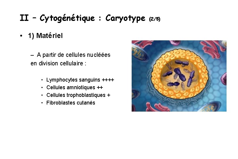 II – Cytogénétique : Caryotype • 1) Matériel – A partir de cellules nucléées