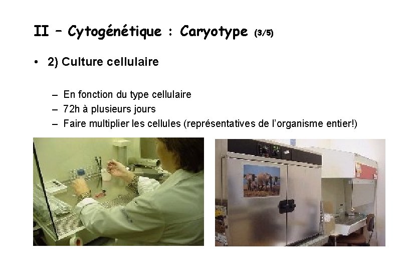 II – Cytogénétique : Caryotype (3/5) • 2) Culture cellulaire – En fonction du