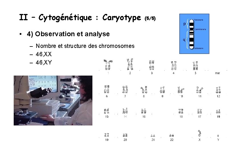 II – Cytogénétique : Caryotype • 4) Observation et analyse – Nombre et structure