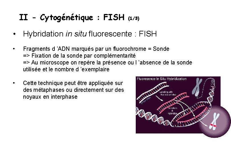 II - Cytogénétique : FISH (1/3) • Hybridation in situ fluorescente : FISH •