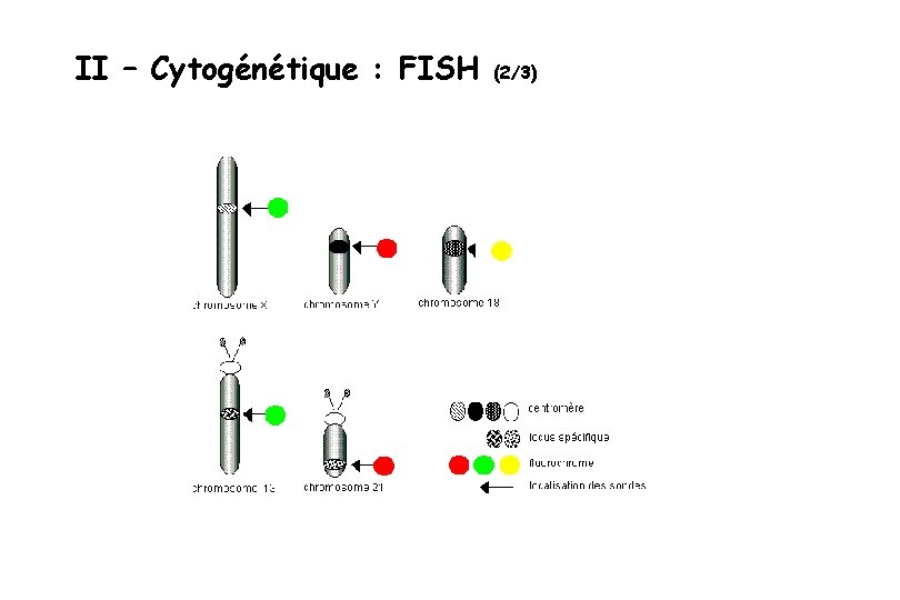 II – Cytogénétique : FISH (2/3) 