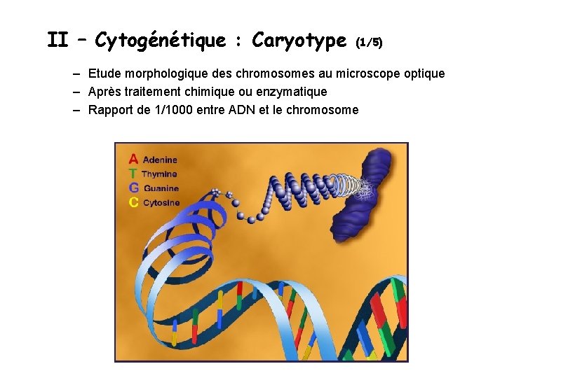 II – Cytogénétique : Caryotype (1/5) – Etude morphologique des chromosomes au microscope optique