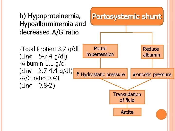 b) Hypoproteinemia, Portosystemic shunt Hypoalbuminemia and decreased A/G ratio -Total Protien 3. 7 g/dl