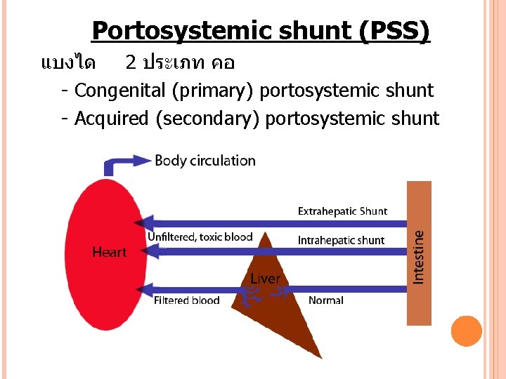 Portosystemic shunt (PSS) แบงได 2 ประเภท คอ - Congenital (primary) portosystemic shunt - Acquired