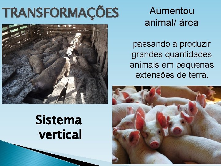 TRANSFORMAÇÕES Aumentou animal/ área passando a produzir grandes quantidades animais em pequenas extensões de