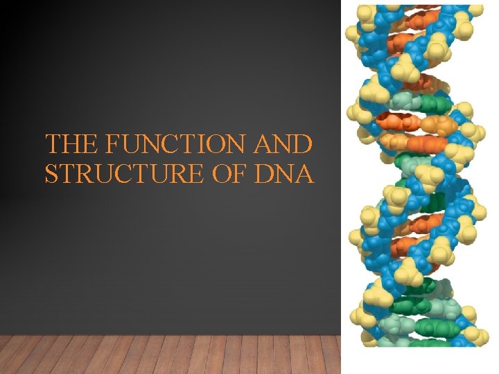 THE FUNCTION AND STRUCTURE OF DNA WHAT IS