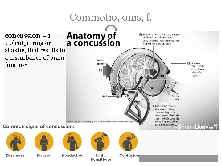 Commotio, onis, f. concussion = a violent jarring or shaking that results in a Commotio, onis, f. concussion = a violent jarring or shaking that results in a