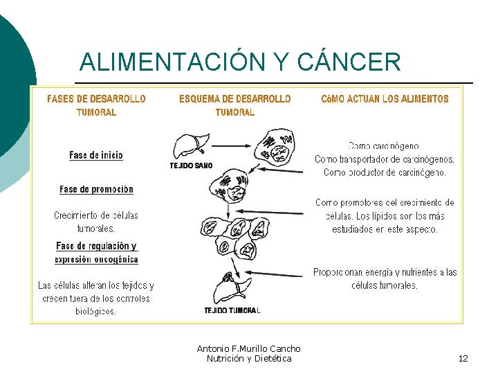 ALIMENTACIÓN Y CÁNCER Antonio F. Murillo Cancho Nutrición y Dietética 12 