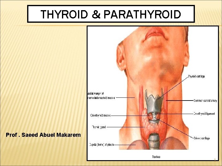 THYROID & PARATHYROID Prof. Saeed Abuel Makarem 1 