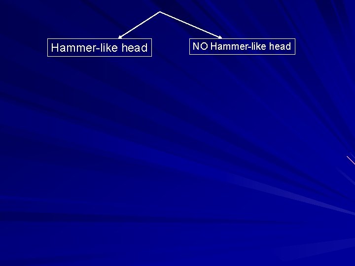 Hammer-like head NO Hammer-like head 