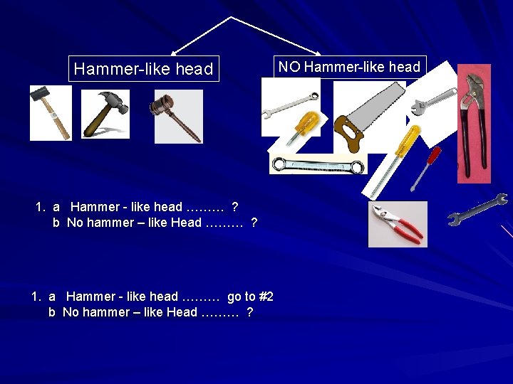 Hammer-like head 1. a Hammer - like head ……… ? b No hammer –