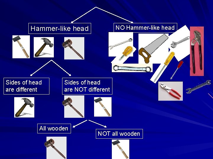 NO Hammer-like head Sides of head are different Sides of head are NOT different