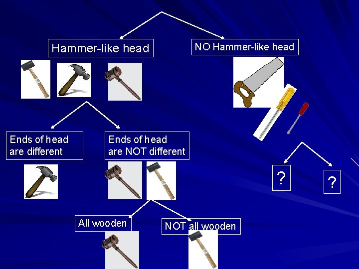 NO Hammer-like head Ends of head are different Ends of head are NOT different
