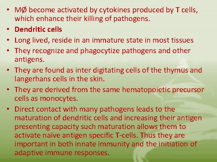  • MØ become activated by cytokines produced by T cells, which enhance their