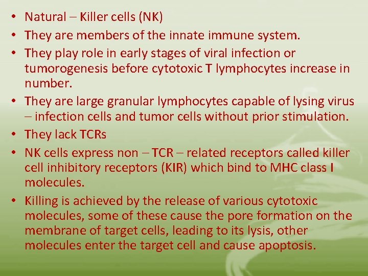  • Natural – Killer cells (NK) • They are members of the innate
