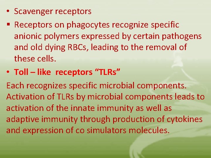  • Scavenger receptors § Receptors on phagocytes recognize specific anionic polymers expressed by