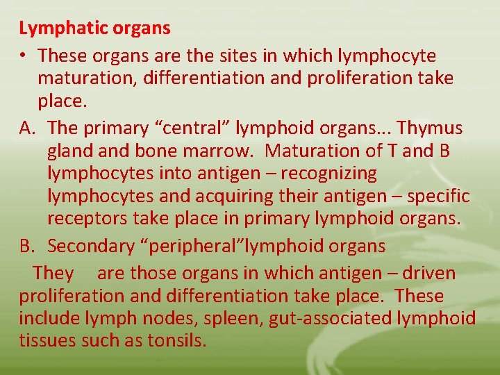 Lymphatic organs • These organs are the sites in which lymphocyte maturation, differentiation and