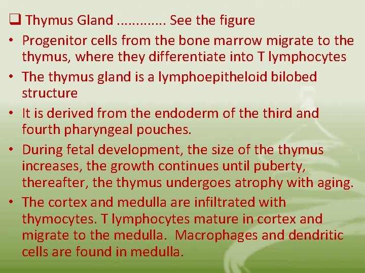 q Thymus Gland. . . See the figure • Progenitor cells from the bone