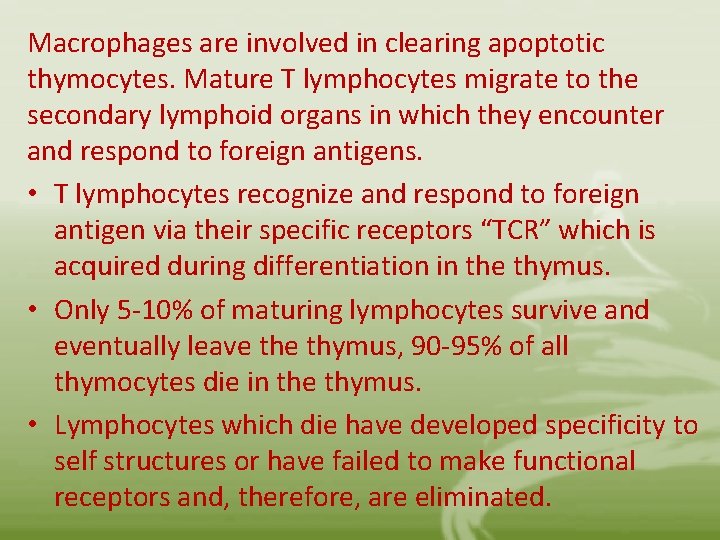 Macrophages are involved in clearing apoptotic thymocytes. Mature T lymphocytes migrate to the secondary