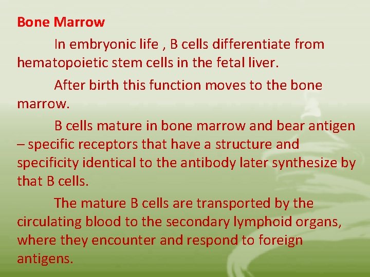 Bone Marrow In embryonic life , B cells differentiate from hematopoietic stem cells in